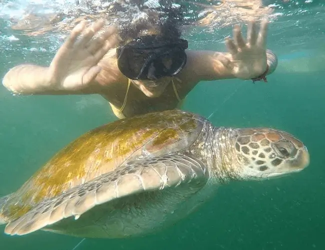 beach the nuro turtles3